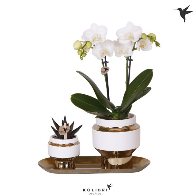 Picture of PHALAENOPSIS + HAWORTHIA GIFT SET IN CERAMIC