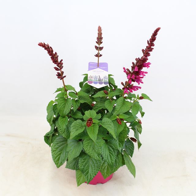 Picture of Salvia salgoon lake flamingo