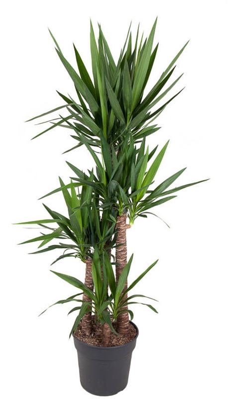 Picture of Yucca elephantipes 120/+090/+060/+030
