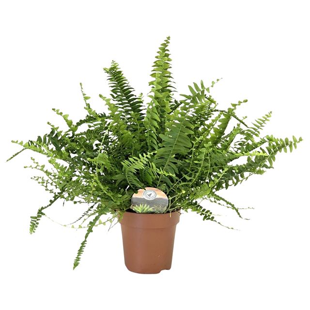 Picture of Nephrolepis exaltata green lady