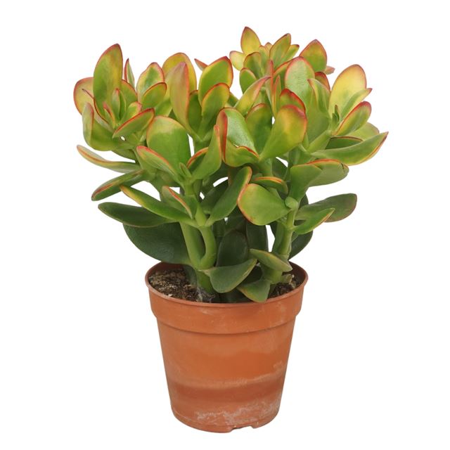 Picture of CRASSULA OVATA SUNSET