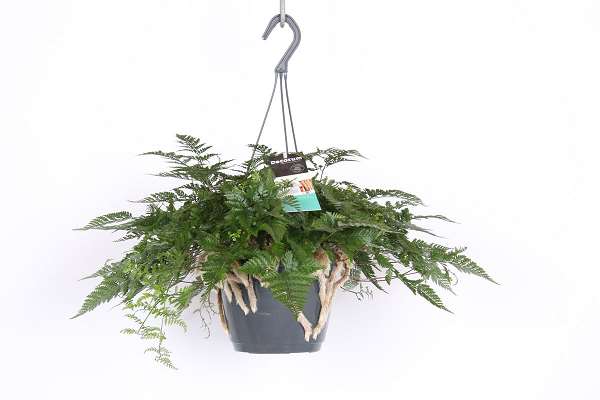 Picture of DAVALLIA TEYERMANNII IN HANGING BASKET
