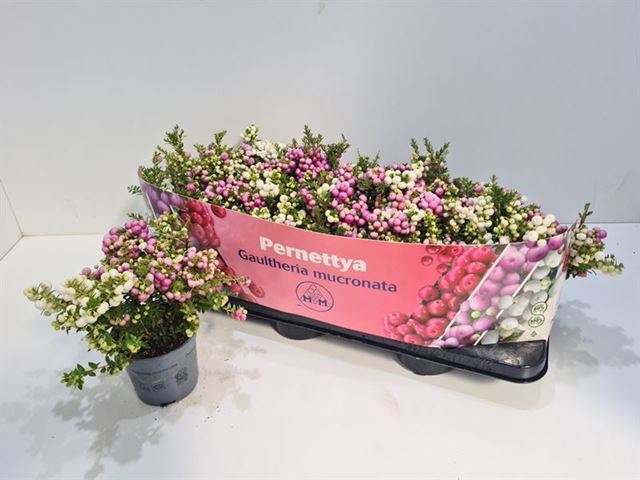 Picture of GAULTHERIA MUCRONATA (PERNETTIA) DUO