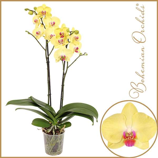 Picture of PHALAENOPSIS 02-STEM LIME LIGHT