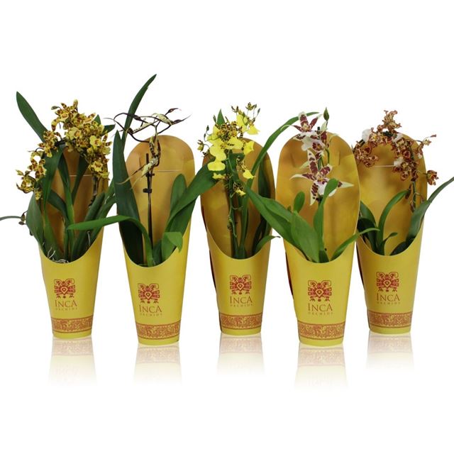 Picture of ORCHID 01-STEM SUNNY GLOW MIX IN CONE