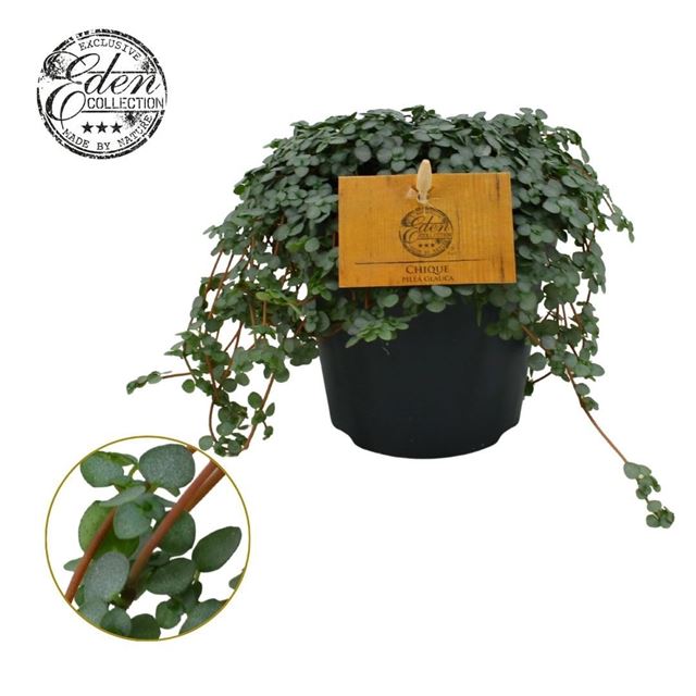 Picture of Pilea glauca