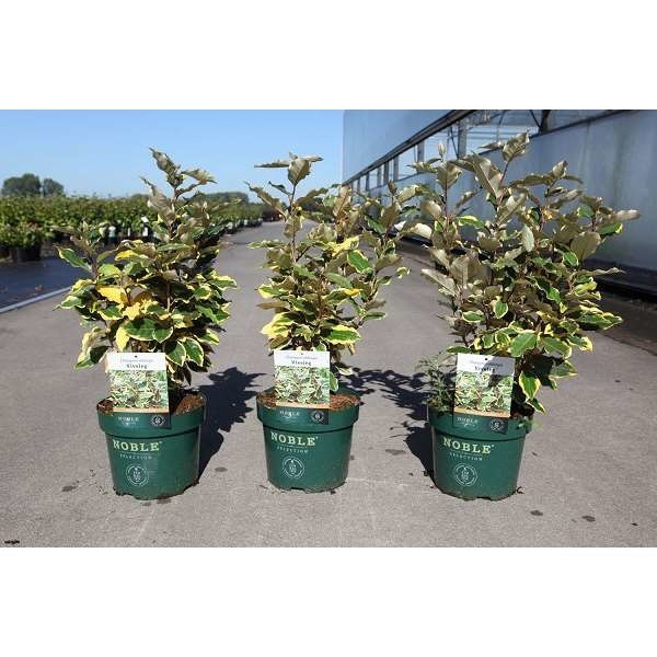 Picture of Elaeagnus ebbingei viveleg