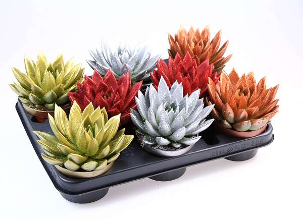 Picture of Echeveria miranda dyed + glitter mix