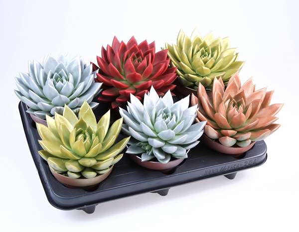 Picture of Echeveria miranda diyed mix