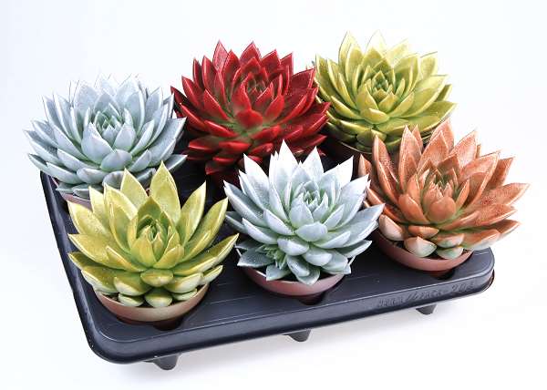 Picture of Echeveria miranda diyed + glitter mix