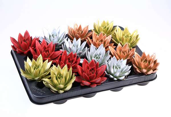Picture of Echeveria miranda diyed mix