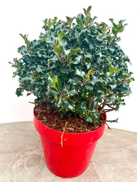 Picture of ILEX MESERVAE BLUE ANGEL
