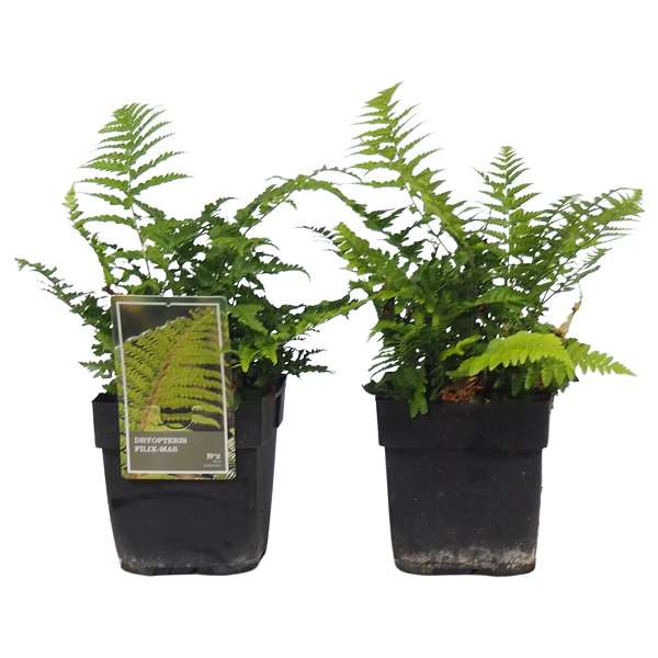 Picture of DRYOPTERIS FILIX-MAS