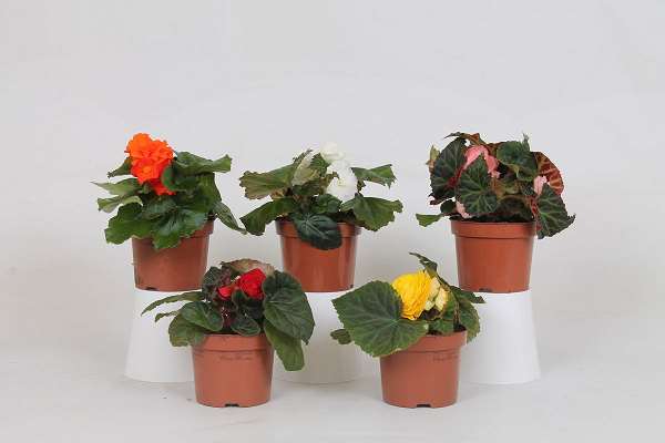Picture of BEGONIA TUBEROSA NONSTOP MIX