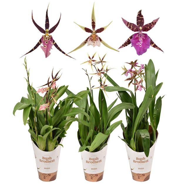 Picture of BRASSIA 02-STEM MIX