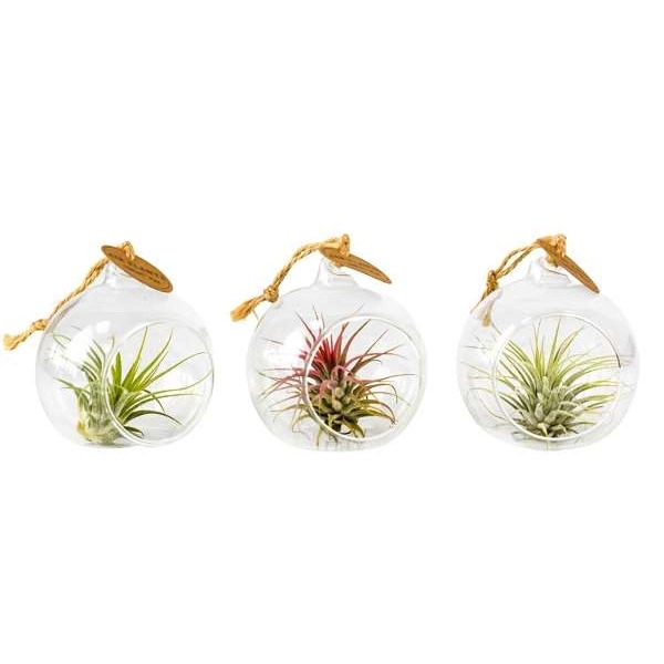 Picture of TILLANDSIA IN HANGING GLASS SMALL