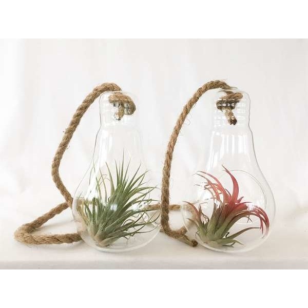 Picture of TILLANDSIA IN HANGING GLASS BULB + ROPE MEDIUM