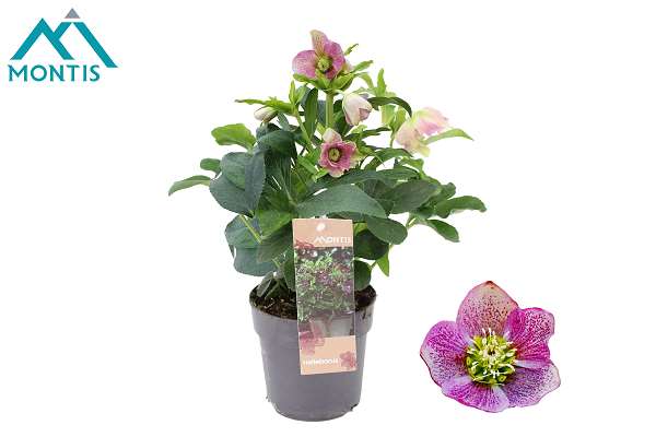 Picture of Helleborus orientalis early pink
