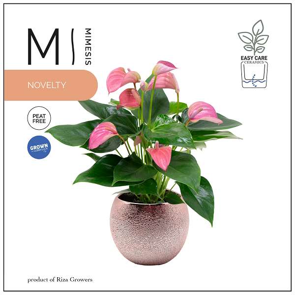 Picture of ANTHURIUM ANDRAEANUM JOLI PINK IN CERAMIC