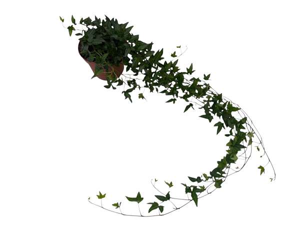 Picture of Hedera helix shamrock