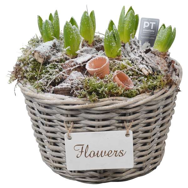 Picture of WINTER HYACINTHUS ARRANGEMENT IN WICKER BASKET
