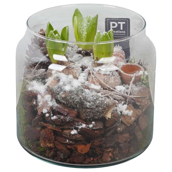 Picture of WINTER HYACINTHUS ARRANGEMENT IN GLASS