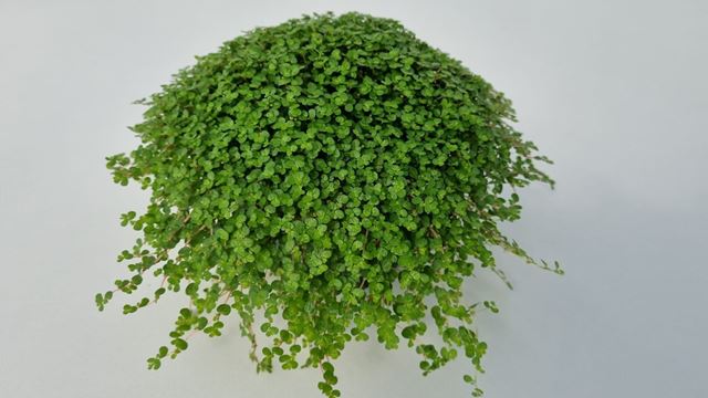 Picture of SOLEIROLIA SOLEIROLII / HELEXINE GREEN