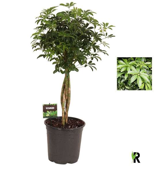 Picture of Schefflera arboricola luseana braided stem