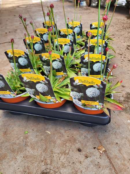 Picture of Armeria pseudarmeria white