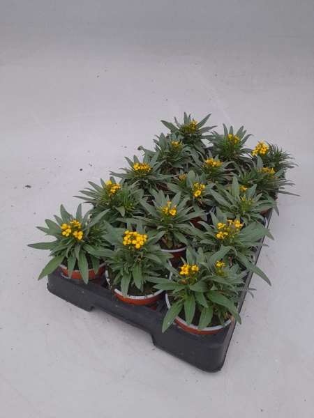 Picture of Erysimum yellow bird