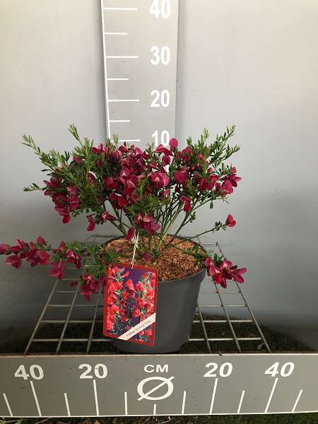Picture of Cytisus scoparius boscoop ruby