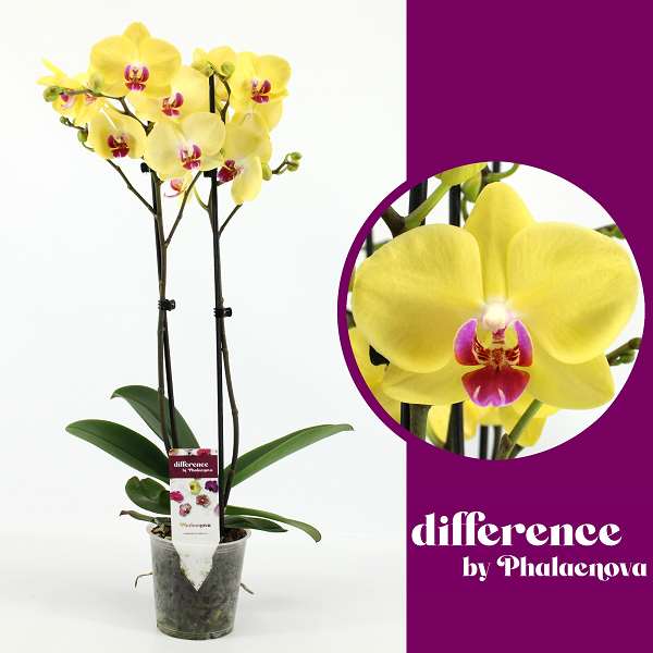 Picture of PHALAENOPSIS 02-STEM LIMELIGHT