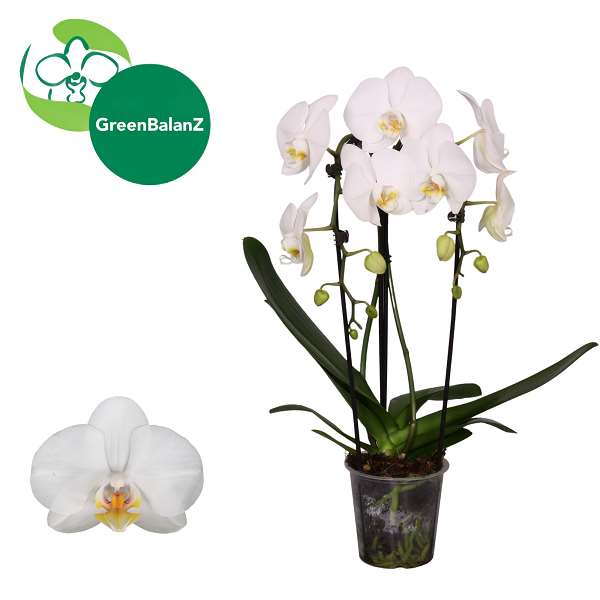 Picture of Phalaenopis 02-stem cascade white