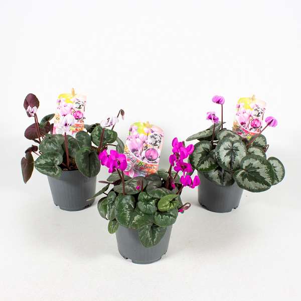 Picture of CYCLAMEN COUM