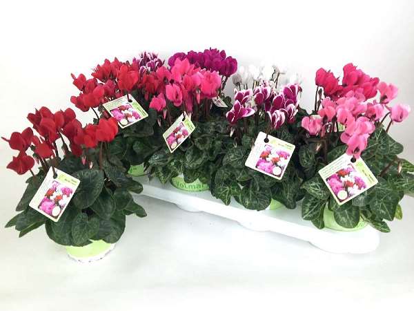 Picture of CYCLAMEN PERSICUM SCENTED MIX