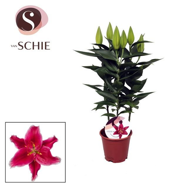 Picture of LILIUM ORIENTAL STARLIGHT EXPRESS