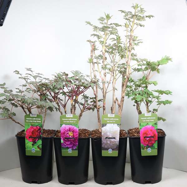 Picture of Paeonia suffruticosa mix