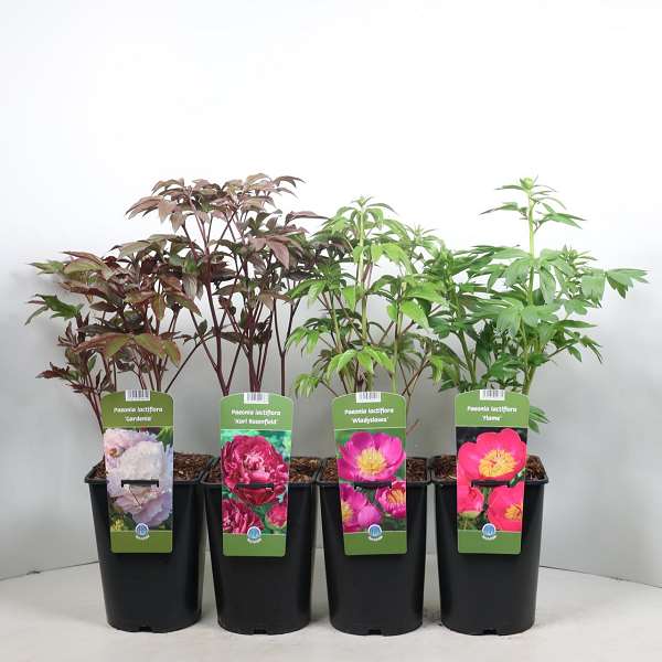 Picture of Paeonia lactiflora mix