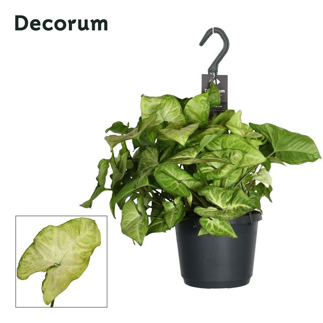 Picture of Syngonium white butterfly