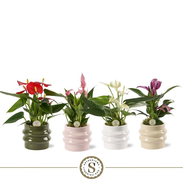 Picture of ANTHURIUM ANDREANUM MINI MIX IN CERAMIC