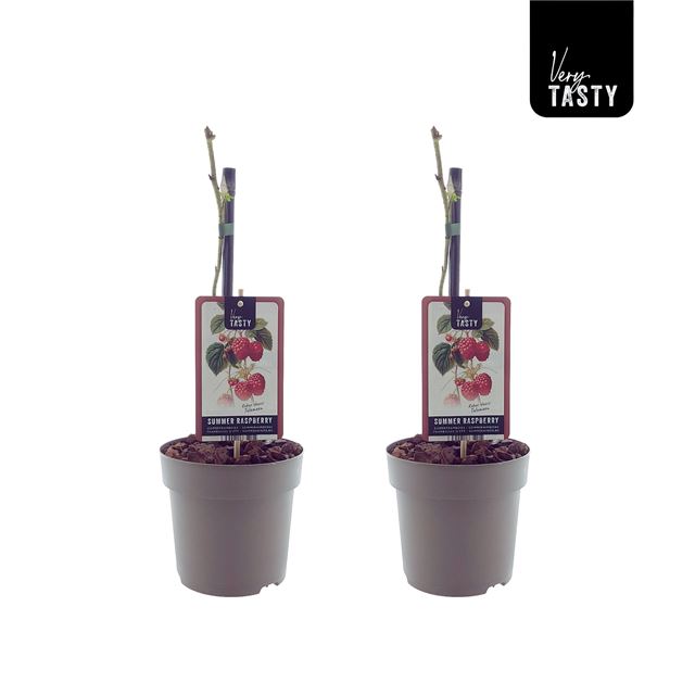 Picture of Rubus tulameen