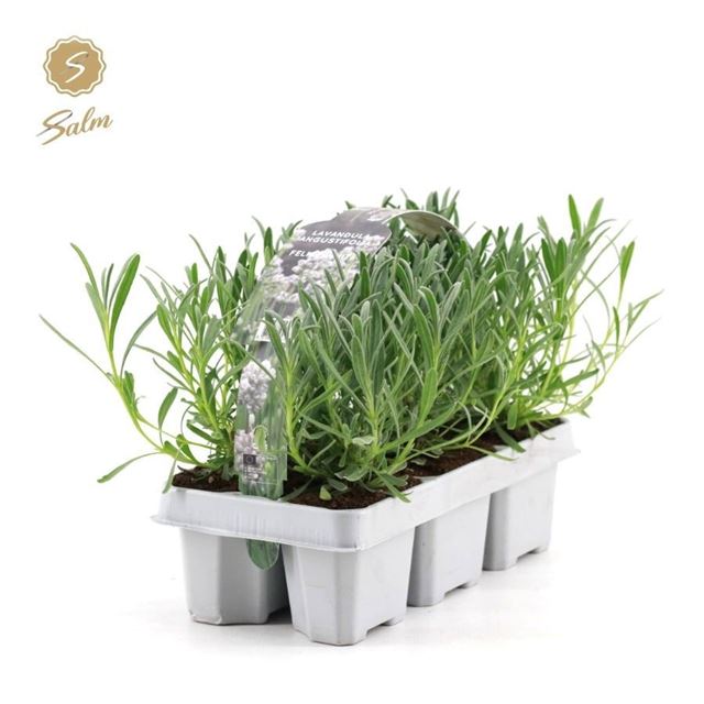 Picture of Lavandula angustifolia white 06-pack