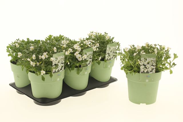 Picture of Aubrieta axcent white