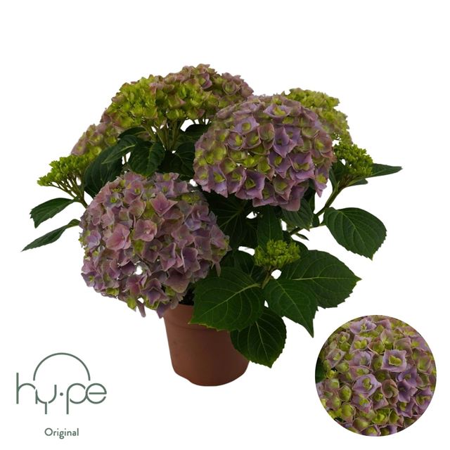 Picture of Hydrangea macr  mophead purple 5+fl