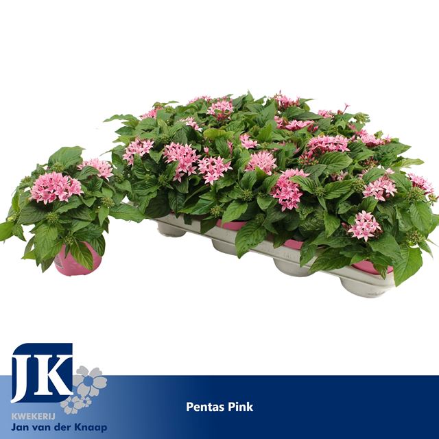 Picture of PENTAS LANCEOLATA GRAFFITI PINK