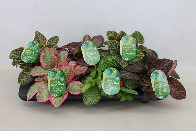 Picture of EPISCIA MIX 