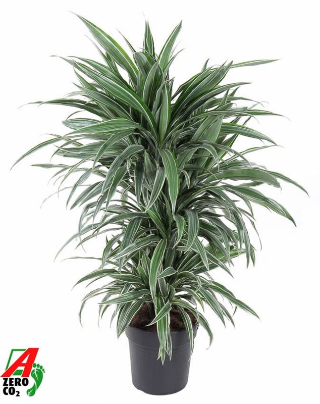 Picture of Dracaena warneckei branched