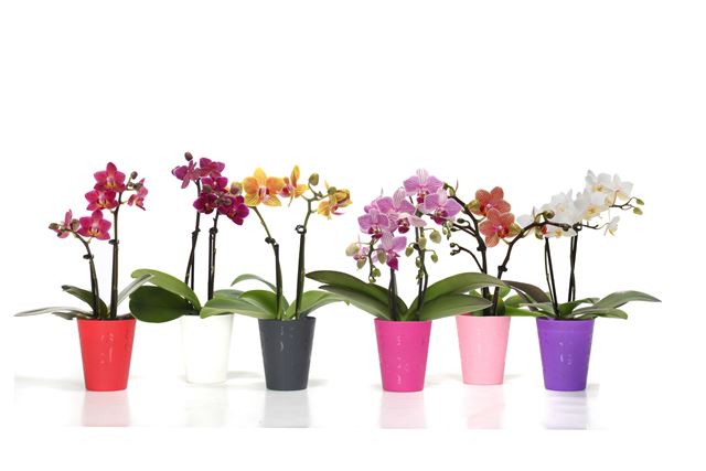 Picture of Phalaenopsis 02-stem tiny dolls in coverpot