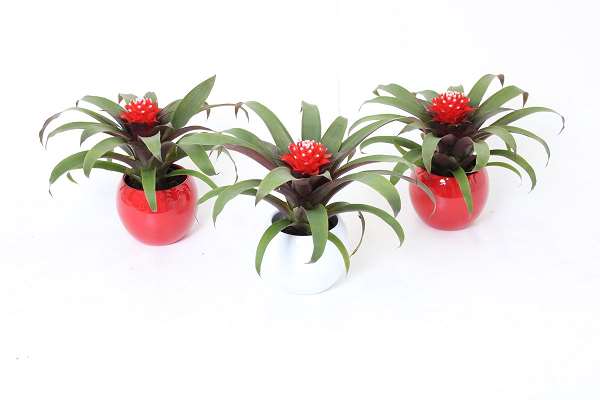 Picture of GUZMANIA PRISCILLA IN CERAMIC