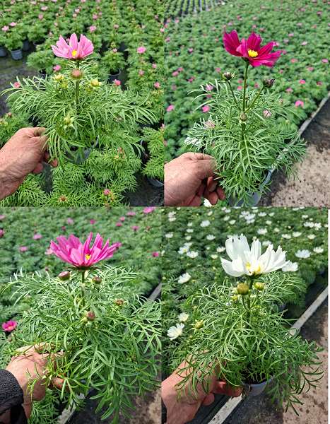 Picture of Cosmos bipinnatus